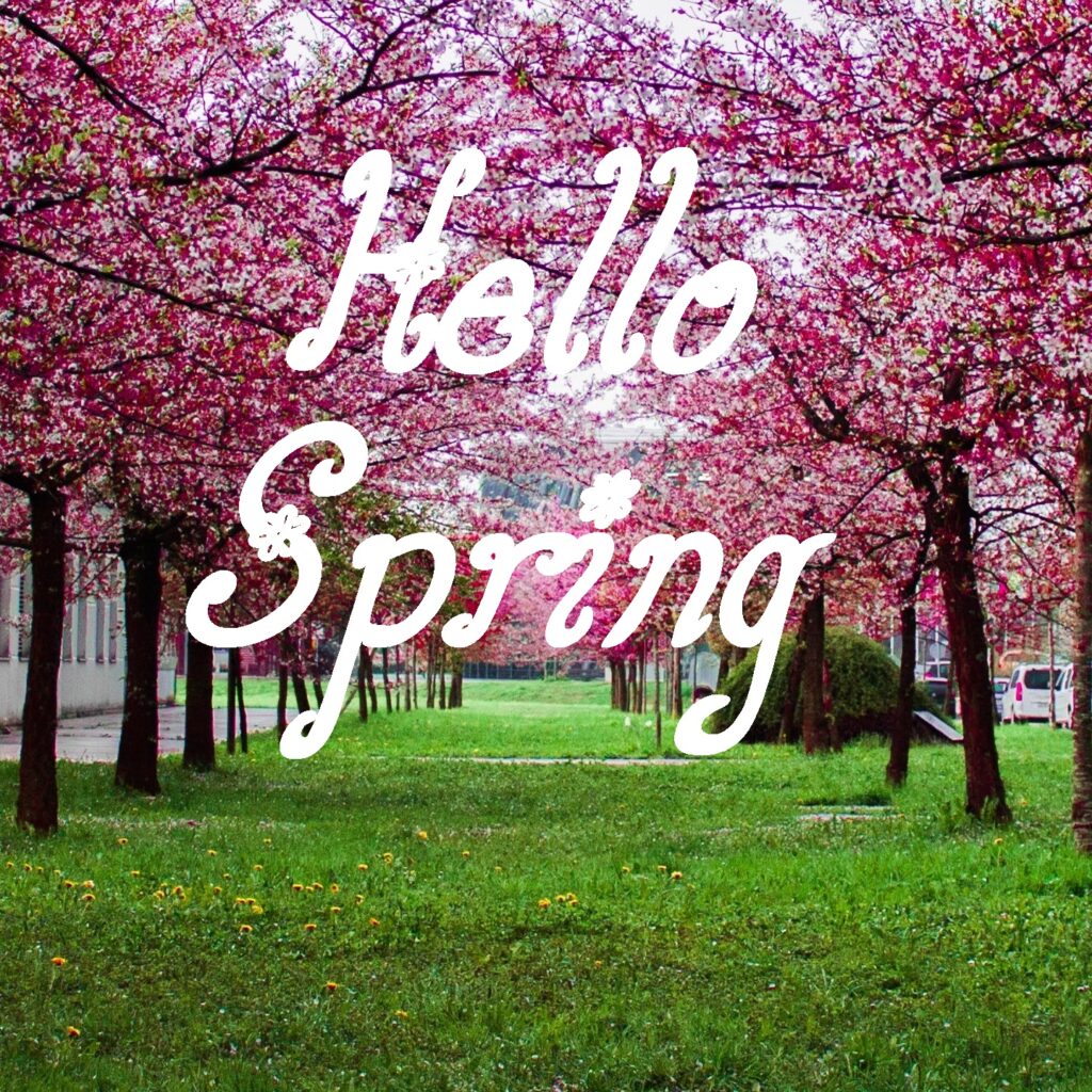 Hello Spring Flower image Free Download